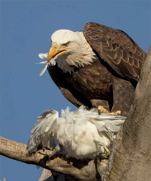 Bald Eagle