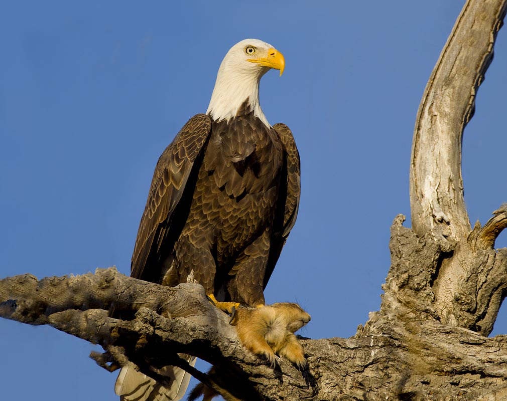 Bald Eagle