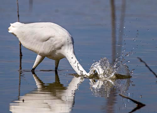 Great Egret