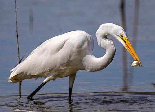 Great Egret