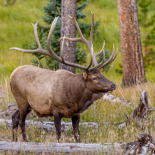 Elk