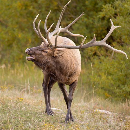 Elk