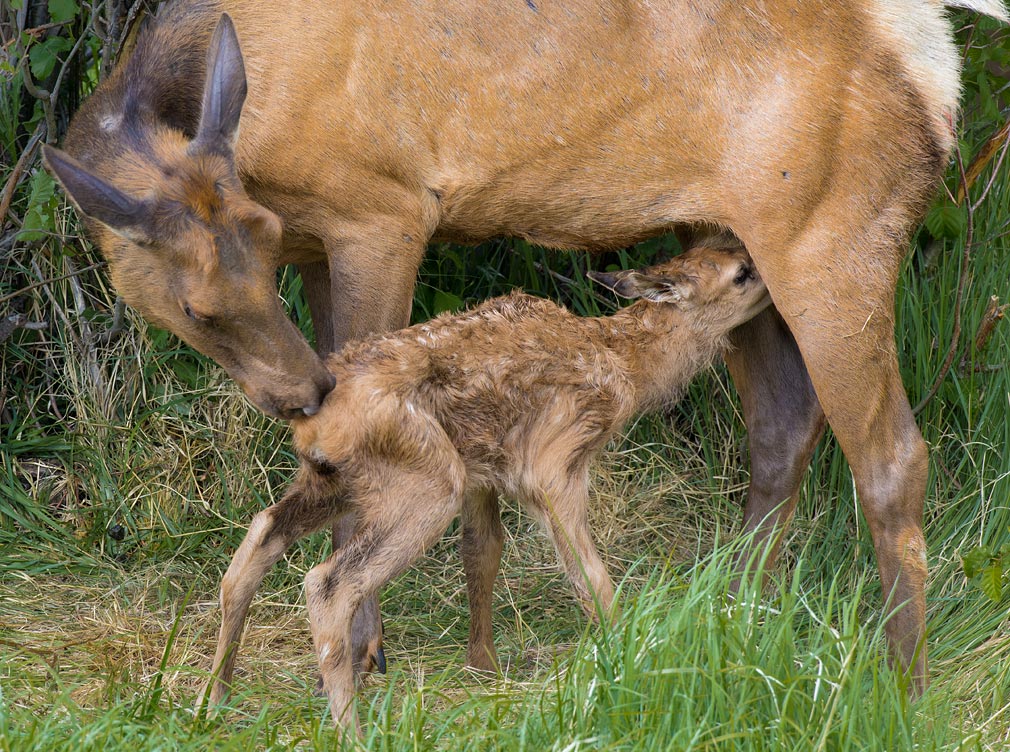 Elk