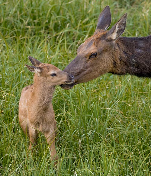 Elk
