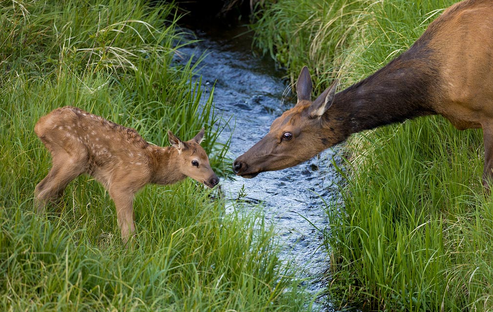 Elk