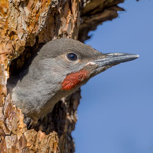 Northern Flicker
