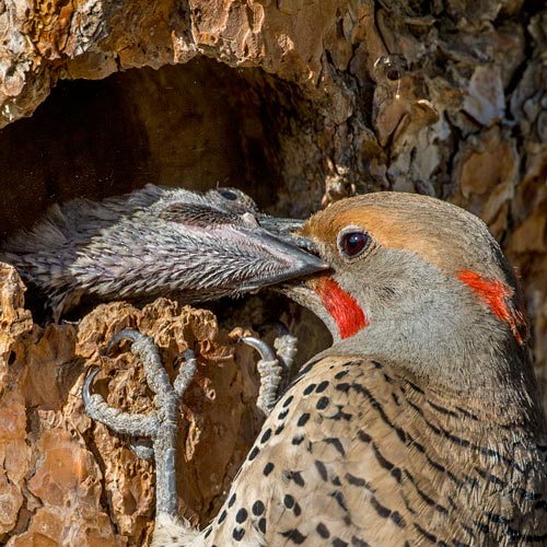 Northern Flicker