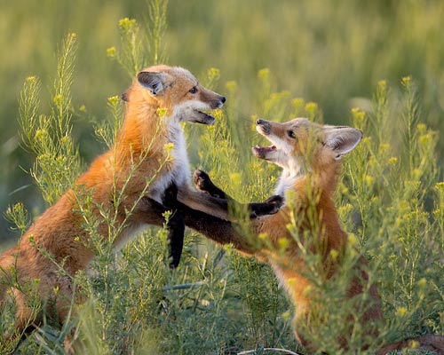 Red Fox