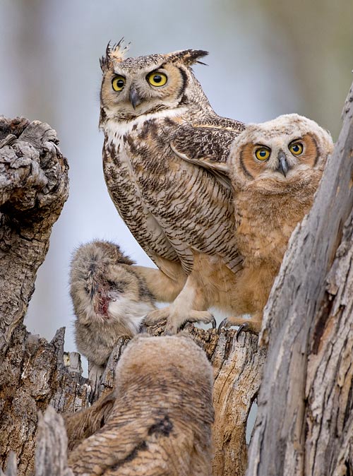 Great Horned Owl