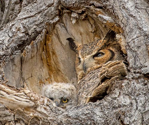 Great Horned Owl