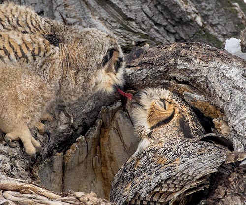 Great Horned Owl