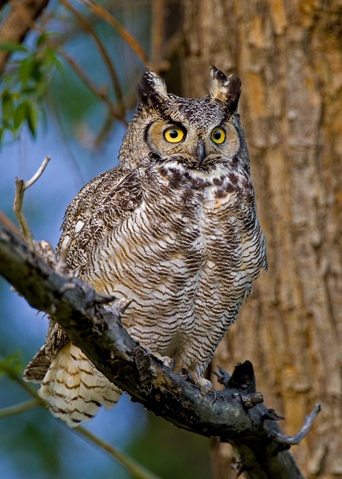 Great Horned Owl