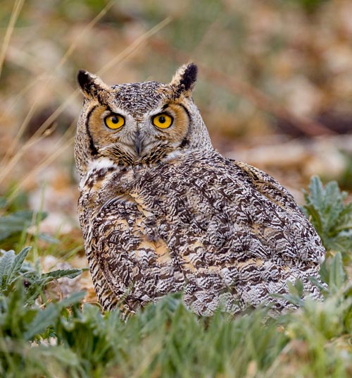 Great Horned Owl