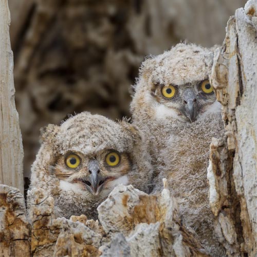 Great Horned Owl
