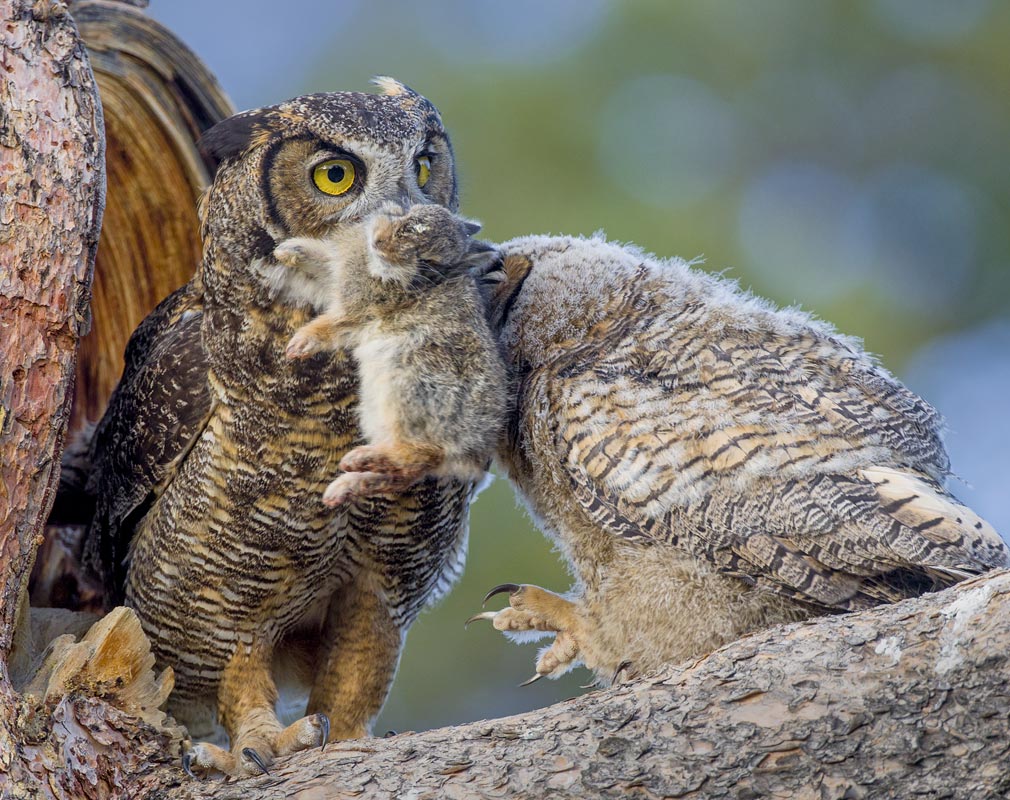 Great Horned Owl