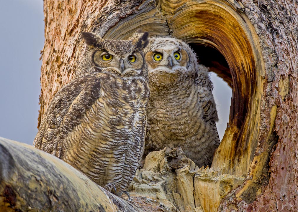 Great Horned Owl