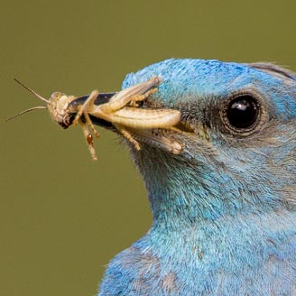 Mountain Bluebird