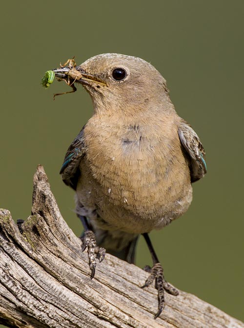 Mountain Bluebird