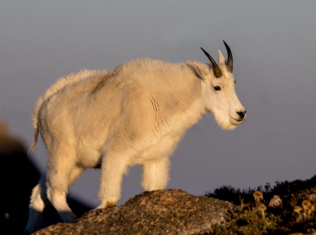 Mountain Goat