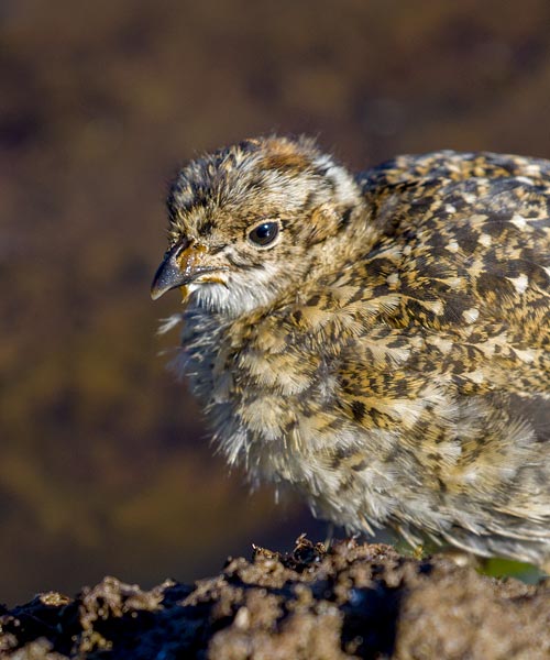 White-Tailed Ptarmigan