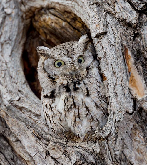 Eastern Screech Owl