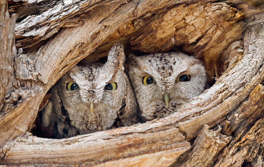 Eastern Screech Owl
