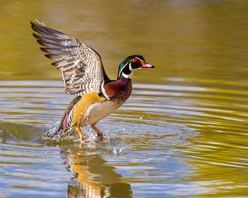 Wood Duck