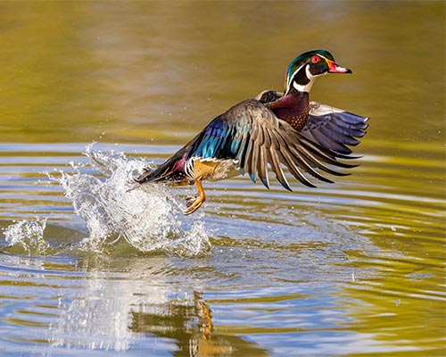Wood Duck